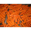 Legumes frescos de cenoura para venda